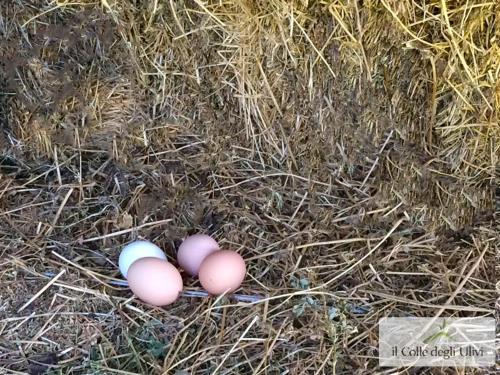 three eggs are laying in the hay at Agriturismo Vulcano in Mirto Crosia