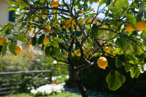 a lemon tree with lots of yellow fruits on it at L'Angolo di Lore B&B in Fano