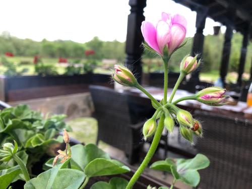 a pink flower on a plant in a greenhouse at Valea Salbatica in Şinca Nouă