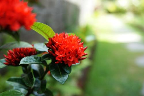 a group of red flowers with green leaves at Louto Dmell Villa & Guesthouse in Sanur
