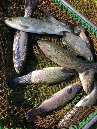 a group of fish sitting in a net at Valea Salbatica in Şinca Nouă