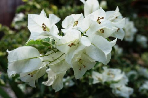 a close up of white flowers on a plant at Louto Dmell Villa & Guesthouse in Sanur