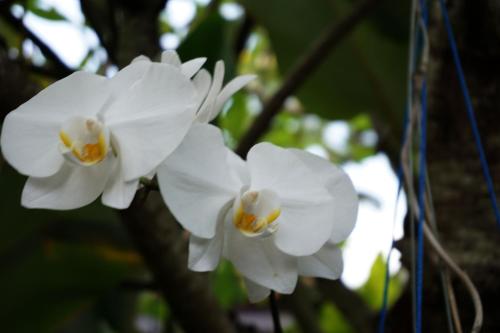 a group of white flowers on a tree at Louto Dmell Villa & Guesthouse in Sanur