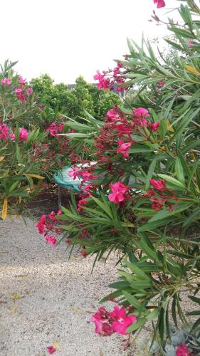 a garden with pink flowers and a green bench at Casa o Futuro in Alcobaça