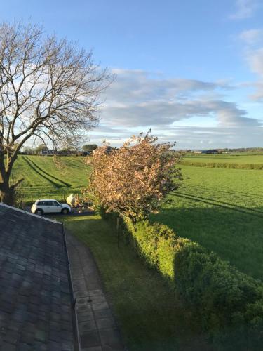 a tree on the side of a road next to a field at Ayrshire cottage in Kilmarnock