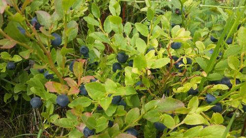 a bunch of blueberries growing on a bush at Agroturystyka na Słonecznej Orawie u Dzikich in Jabłonka