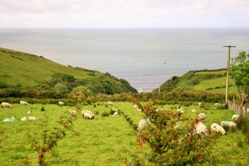 a herd of sheep grazing in a field near the ocean at Wild Atlantic View Inishowen in Greencastle