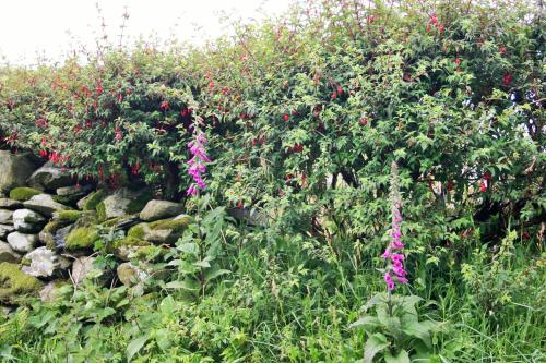 a garden with pink flowers and a stone wall at Wild Atlantic View Inishowen in Greencastle