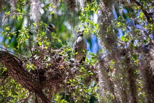 two birds sitting in a nest in a tree at Beautiful property on Siesta Key in Siesta Key
