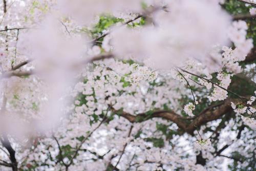 a close up of a tree with white flowers at Zhejiang Xizi Hotel in Hangzhou
