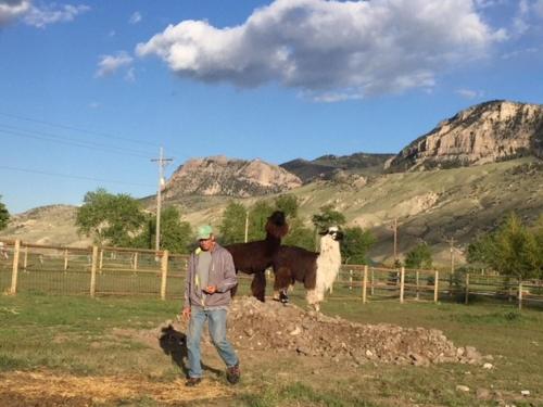 a man standing in a field with two sheep at Eycat Lodging Company in Wapiti