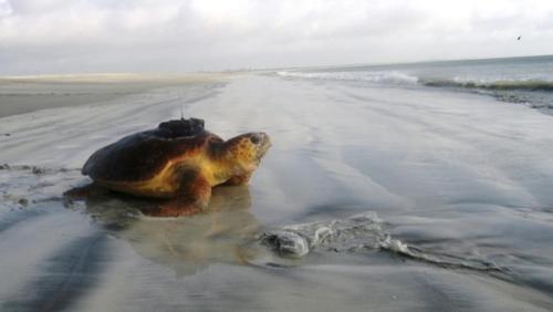 a sea turtle is laying on the beach at Hotel Danat Al Khaleej in Ḩilf