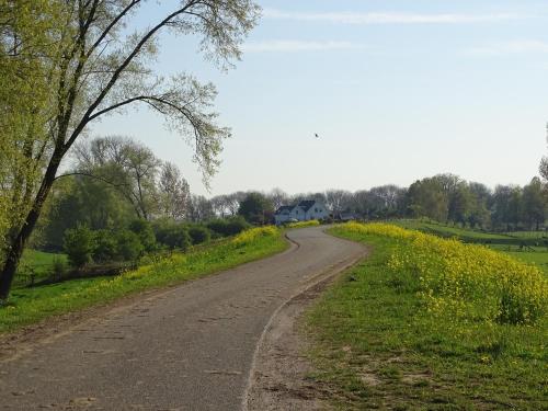 a dirt road next to a field with yellow flowers at Roer, huisje aan de Maas in Maren-Kessel
