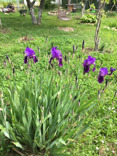 a group of purple flowers in a garden at Hotel Villa DavidL in Sagarejo