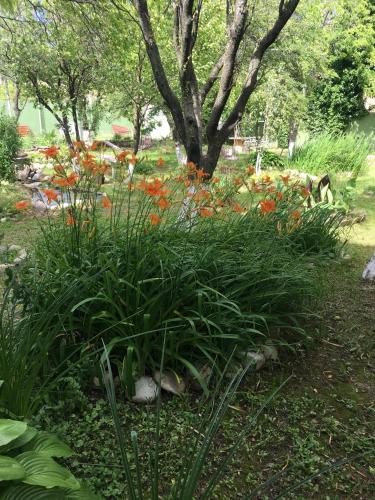 a garden with red flowers and a tree at Hotel Villa DavidL in Sagarejo