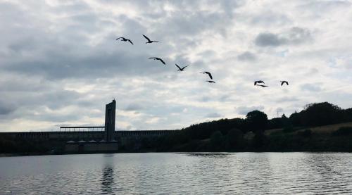 a flock of birds flying over a body of water at La Souricière in Silenrieux
