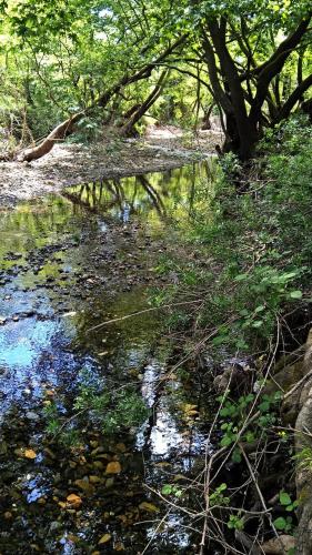 a stream of water with trees and leaves in a forest at Pili Country House in Pili
