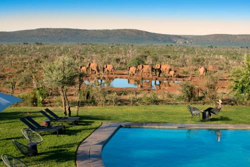 a woman standing next to a swimming pool with a herd of horses at Madikwe Safari Lodge in Madikwe Game Reserve
