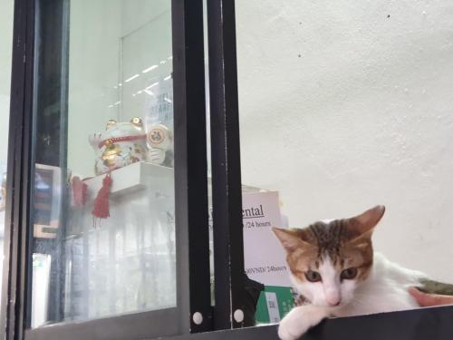 a cat sitting on the ledge of a window at Starfish Alley Hostel in Da Nang