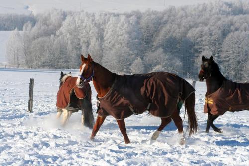 three horses are running in the snow at Hotel Farma Vysoká in Chrastava