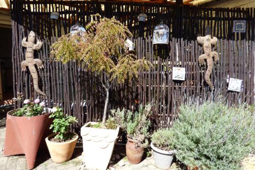 a group of potted plants in front of a fence at Pennylane Guest House in Ermelo