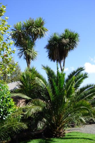two palm trees with a blue sky in the background at Pennylane Guest House in Ermelo