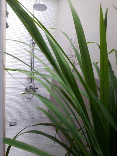 a green plant in a bathroom with a shower at Blue Water hikkaduwa in Hikkaduwa