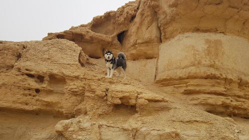 a dog standing on top of a rocky cliff at צימר גראפה בערבה - Grappa in Yahel