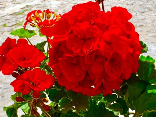 a bunch of red flowers in a vase at Vapori Otel in Bozcaada