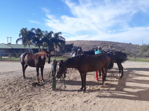 a group of horses standing on a dirt field at Augrabies De Oude Stoor Guesthouse in Augrabies