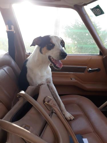 a dog sitting in the back seat of a car at Augrabies De Oude Stoor Guesthouse in Augrabies