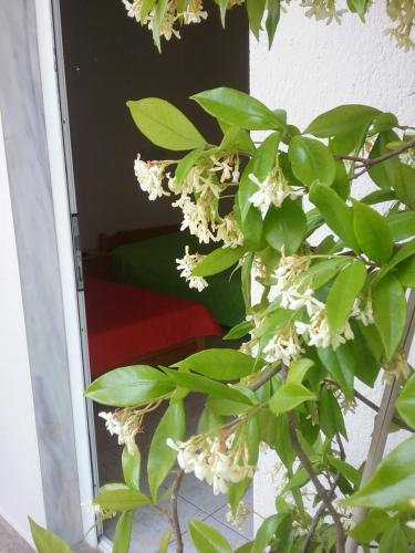 a tree with white flowers in front of a door at Apartments Christina in Nea Vrasna