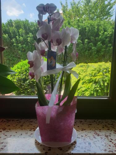 a vase filled with purple and white flowers in a window at WILLA BAJLAND in Warsaw