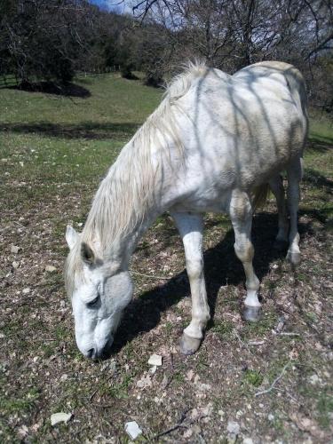 un cheval blanc pâturant sur l'herbe dans un champ dans l'établissement Magrignano, à Montieri