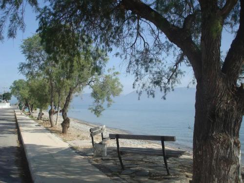 a park bench under a tree next to a beach at Σοφίτα Μαρτά in Kalamos