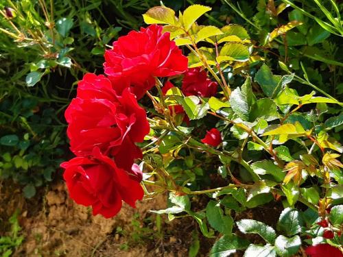 a group of red flowers on a bush at Agriturismo Fonteregia in Montecatini Terme