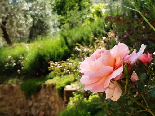 a pink rose in a garden with a wall at Agriturismo Fonteregia in Montecatini Terme