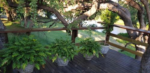 four potted plants on a wooden deck with a tree at Rio Dos Elefantes River Camp in Hoedspruit