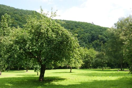a tree in a field with a mountain in the background at Bertricher Hof Hotel Garni in Bad Bertrich