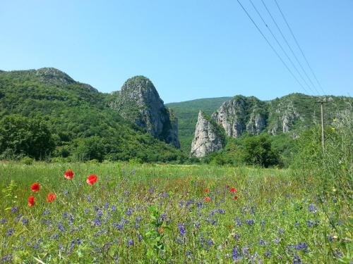 a field of flowers with mountains in the background at Golemi kamik Pirot in Pirot
