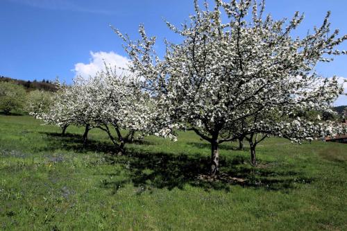Photo de la galerie de l'établissement Wilderer Stube - Pension Helga, à Sasbachwalden