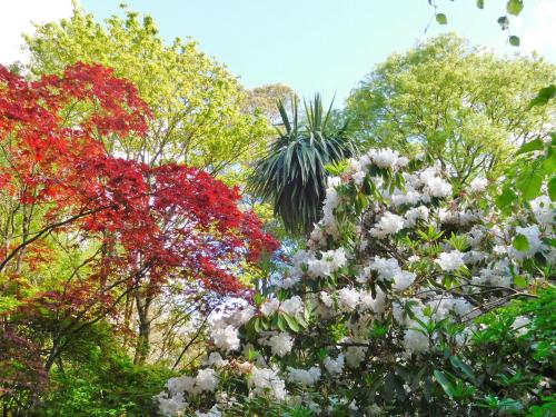a group of trees with red and white flowers at Kilmokea Country Manor & Gardens in New Ross