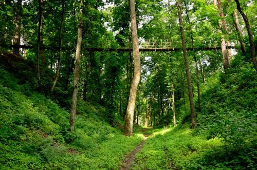 a path in the middle of a forest with trees at Парк природи Беремицьке та Парк-готель Лісове Озеро in Beremytske