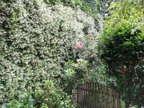 a fence with pink roses and a hedge of bushes at RELAX SANTA CHIARA in Bra