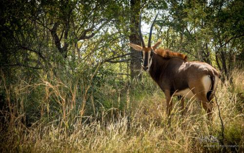 a gazelle standing in a field of tall grass at Rio Dos Elefantes River Camp in Hoedspruit