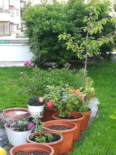 a group of pots filled with flowers and plants at Bed & Breakfast in Chur