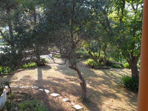 a tree in the middle of a yard with trees at Hodak Apartment in Nerezine