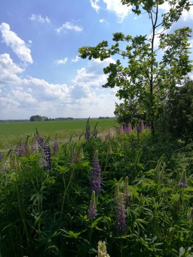 a field of purple flowers with a green field in the background at Levomäki Farm Cottages in Ypäjä