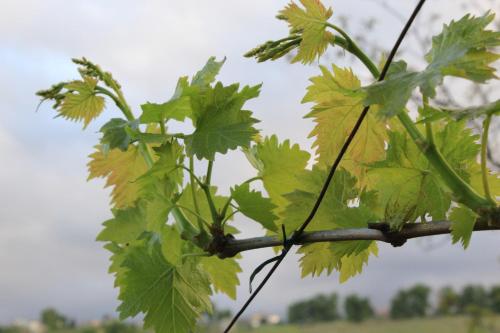 a bunch of green leaves on a tree branch at Frontemaja in Fara Filiorum Petri