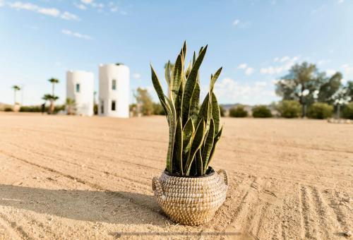 a plant in a wicker basket in the desert at The Castle House Estate in Joshua Tree